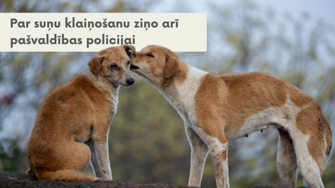 Informatīvs attēls ar tekstu "Par suņu klaiņošanu ziņo arī pašvaldības policijai". Attēlā redzami divi rudas krāsas suņi brīvā dabā, no kuriem viens stāv un pieliecies uzmanīgi ostā vai laiza otra sēdošā suņa ausi.