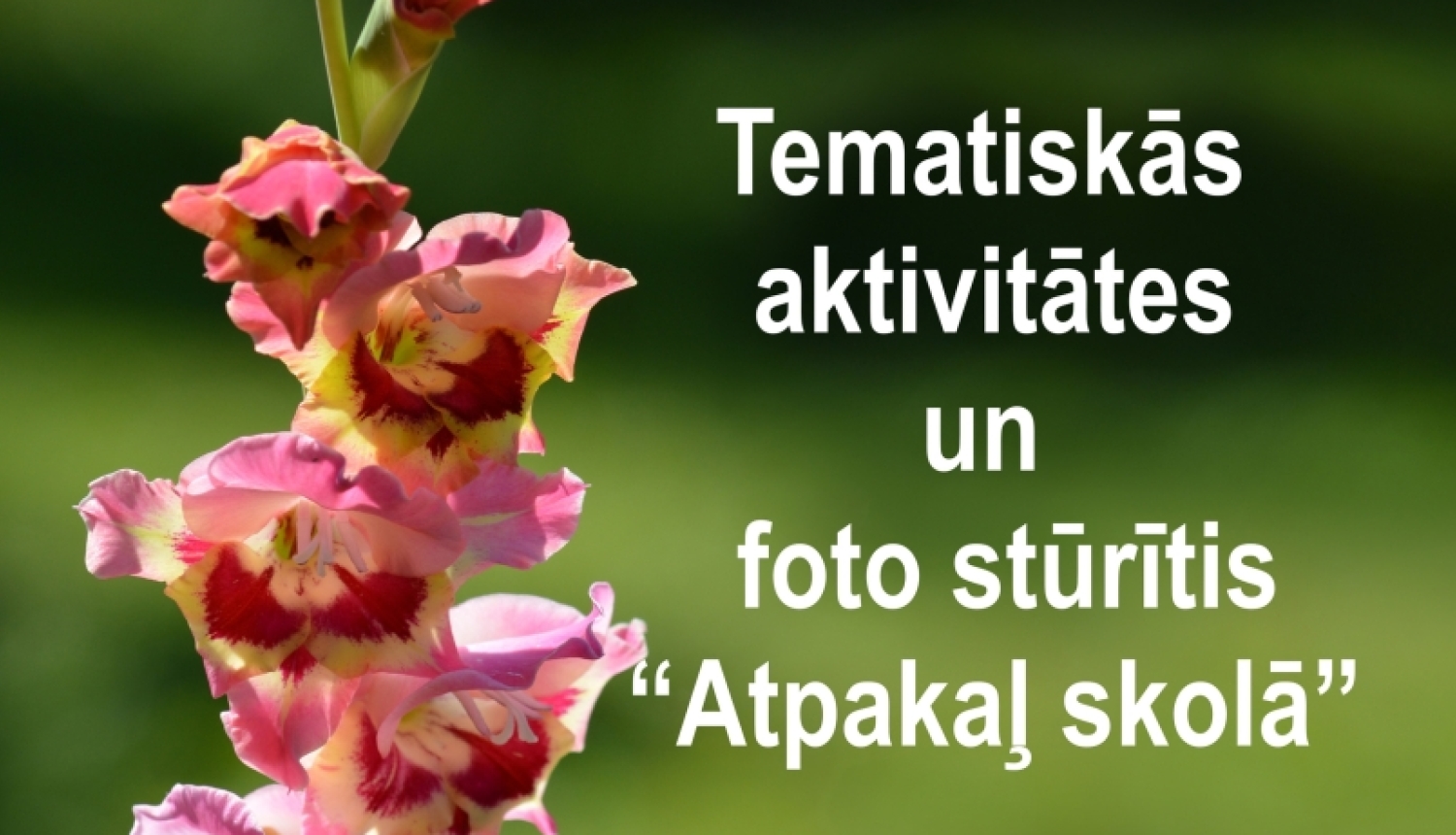 Uz zaļa fona redzama rozā gladiola. Redzams Balvu novada muzejs un teksts aicina uz tematiskām aktivitātēm un foto stūrīti "Atpakaļ skolā".