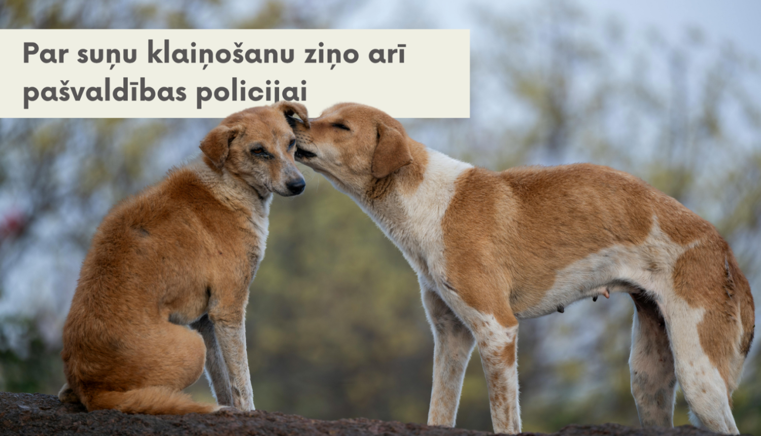 Informatīvs attēls ar tekstu "Par suņu klaiņošanu ziņo arī pašvaldības policijai". Attēlā redzami divi rudas krāsas suņi brīvā dabā, no kuriem viens stāv un pieliecies uzmanīgi ostā vai laiza otra sēdošā suņa ausi.