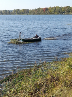 Niedru pļaušana