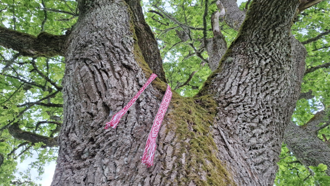 Sākusies pieteikšanās lielo koku sakopšanai programmā “No koka uz koku”