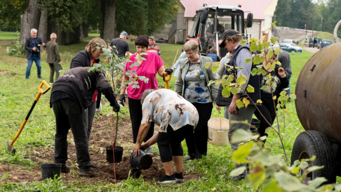 Atjaunota vēsturiskā liepu aleja Baltinavas parkā