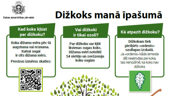 Dižkoks manā īpašumā – kā atpazīt un pasaudzēt