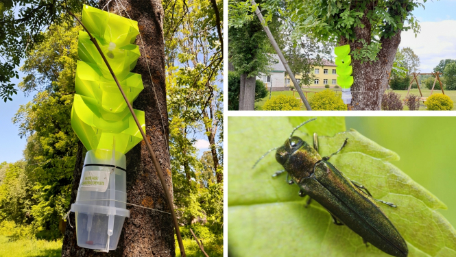 Arī Balvu novadā notiek ošu kaitēkļa monitorings