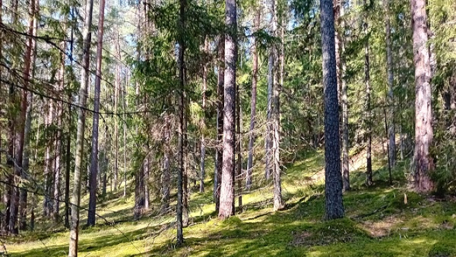 Dabas liegumā “Posolnīca” (Balvu novada Žīguru pagastā) atjauno Latvijā reto osu mežu 