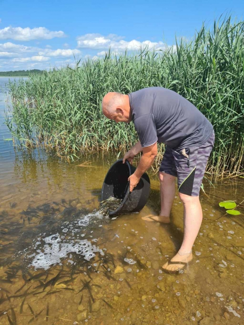 Pavairoti līdaku mazuļi divos Balvu novada ezeros