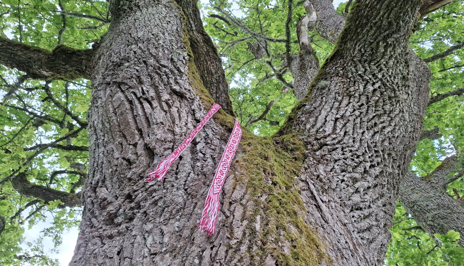 Sākusies pieteikšanās lielo koku sakopšanai programmā “No koka uz koku”