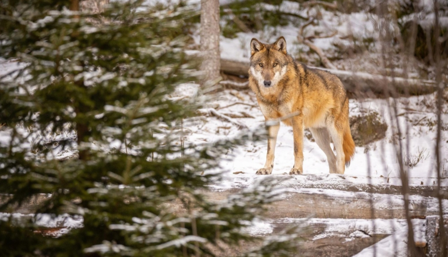 Aicinājums Balvu novada iedzīvotājiem – ziņosim par vilku uzbrukumiem atbildīgi!