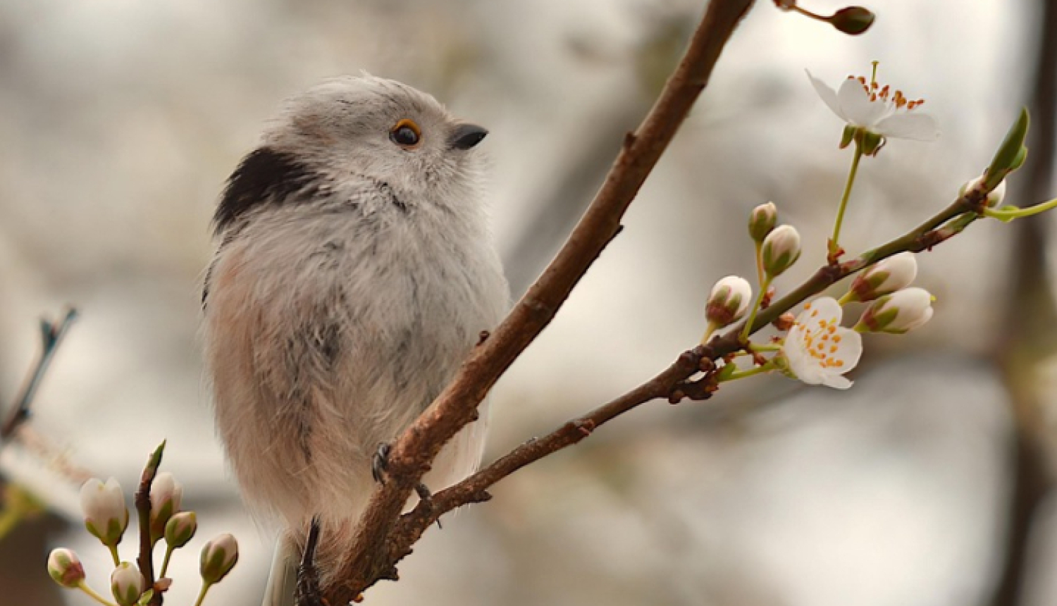 Putns sēž uz koka zara