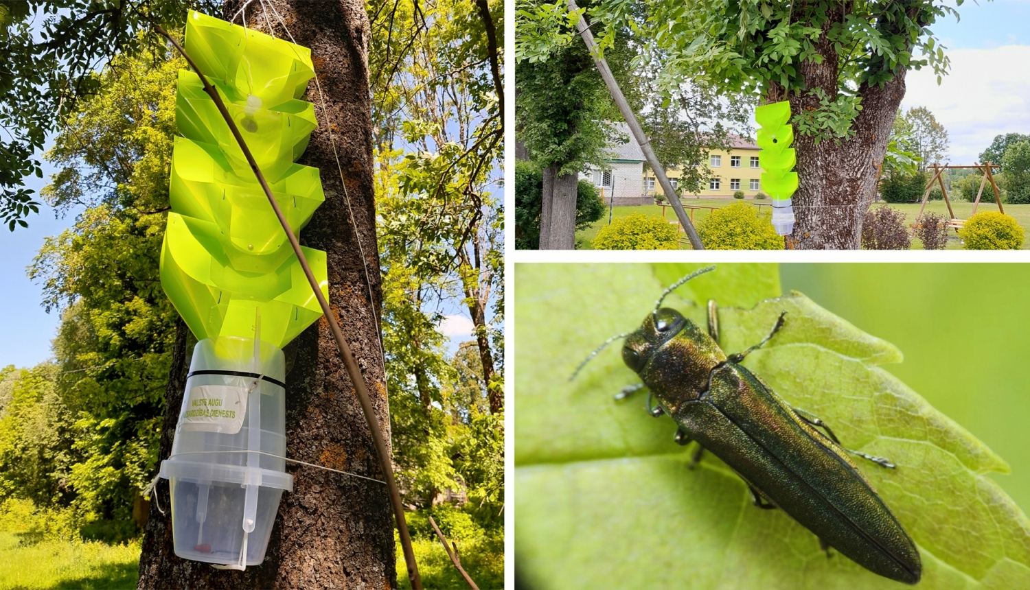 Arī Balvu novadā notiek ošu kaitēkļa monitorings