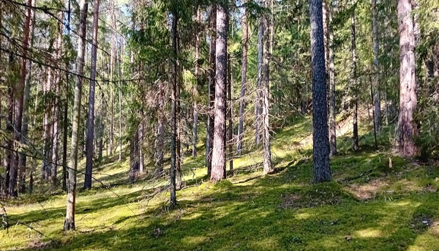 Dabas liegumā “Posolnīca” (Balvu novada Žīguru pagastā) atjauno Latvijā reto osu mežu 